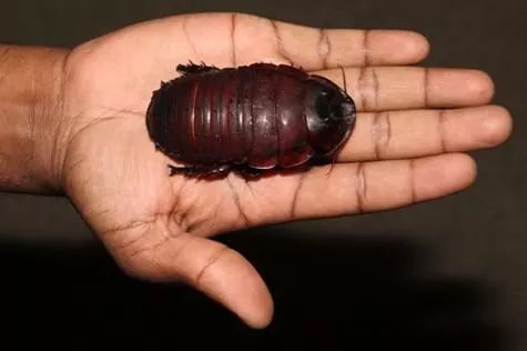 世界最大的蟑螂……可以当！宠！物！养蟑螂星人了解一下……