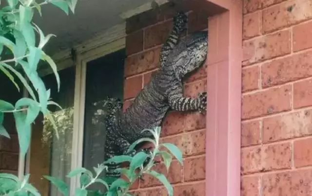 世界最大的蟑螂……可以当！宠！物！养蟑螂星人了解一下……