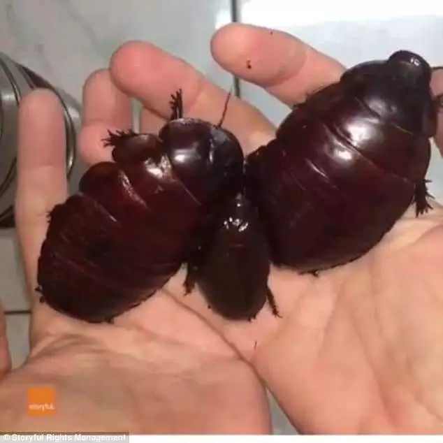 世界最大的蟑螂……可以当！宠！物！养蟑螂星人了解一下……