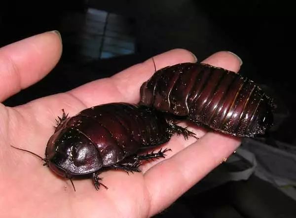 世界最大的蟑螂……可以当！宠！物！养蟑螂星人了解一下……