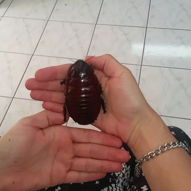 世界最大的蟑螂……可以当！宠！物！养蟑螂星人了解一下……