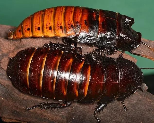 世界最大的蟑螂……可以当！宠！物！养蟑螂星人了解一下……