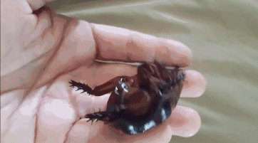 世界最大的蟑螂……可以当！宠！物！养蟑螂星人了解一下……