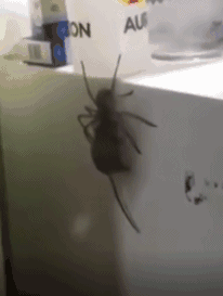 世界最大的蟑螂……可以当！宠！物！养蟑螂星人了解一下……