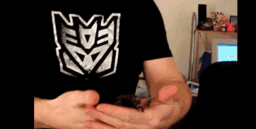 世界最大的蟑螂……可以当！宠！物！养蟑螂星人了解一下……