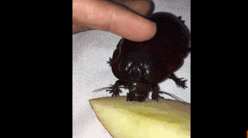 世界最大的蟑螂……可以当！宠！物！养蟑螂星人了解一下……