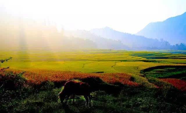6首初夏古诗词——夏天正在来临的路上，你准备好了吗？