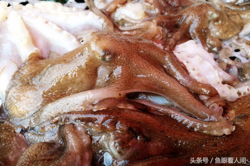 鲜活八带鮹最高价格50块钱一斤 一般在40块钱左右 市场上货源紧缺