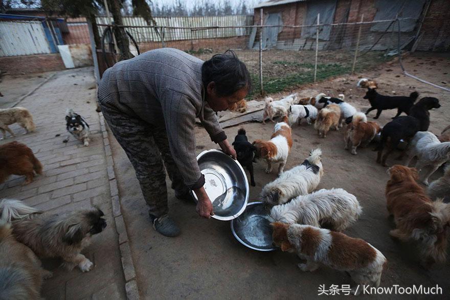 五位年迈老人每天四点起床喂养1300只流浪狗