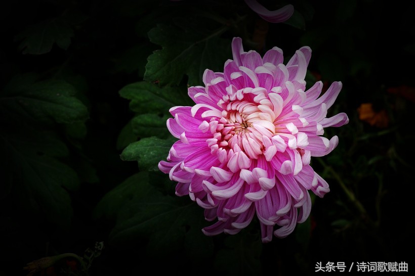 爱国情怀绝妙诗词十首，这才是铁骨铮铮的英雄气概-第5张图片-非凡网