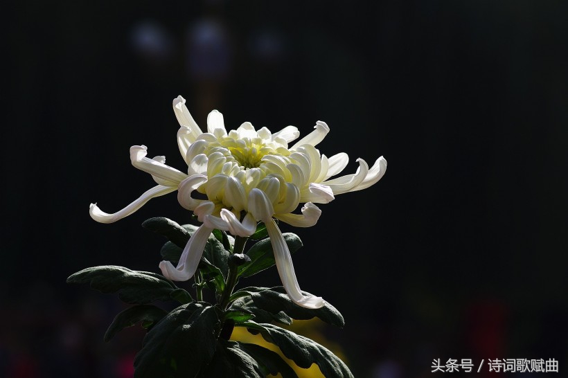 爱国情怀绝妙诗词十首，这才是铁骨铮铮的英雄气概-第6张图片-非凡网