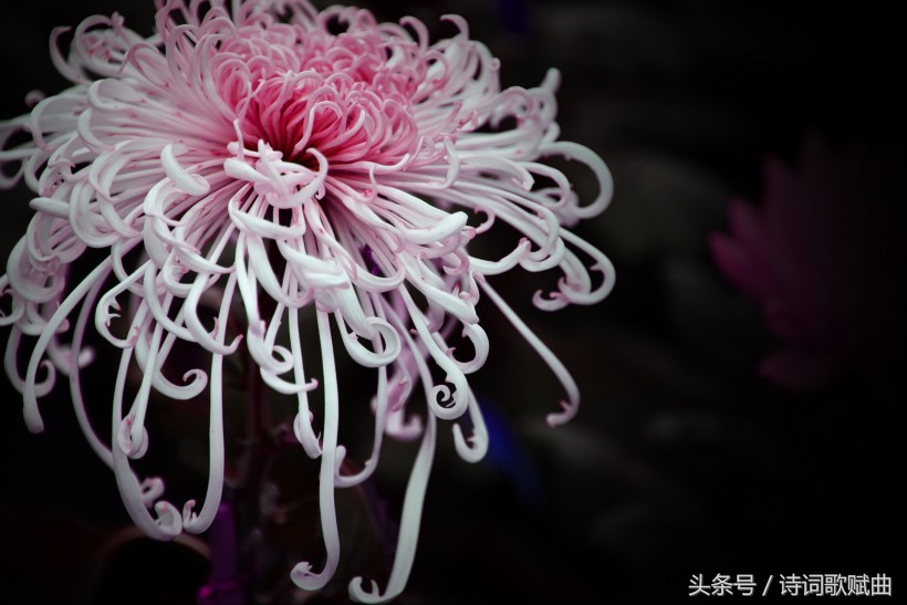 爱国情怀绝妙诗词十首，这才是铁骨铮铮的英雄气概-第11张图片-非凡网