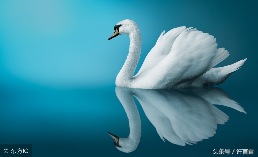 鸿鹄是什么意思 鸿鹄是个什么鸟 今日头条娱乐新闻网