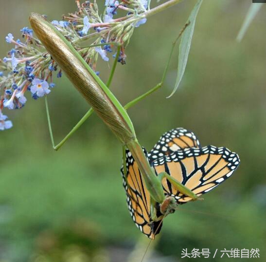 大螳螂(大螳螂伪装捕杀花蝴蝶，不怕黄雀在后？)