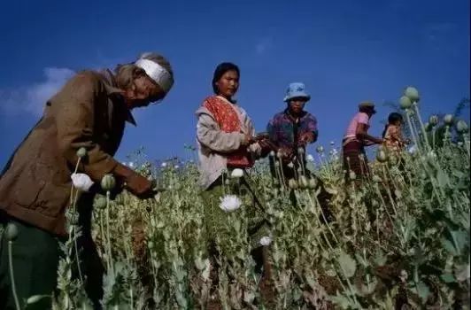 毒品王朝金三角，世界四大毒品产地之一，到底有多恐怖