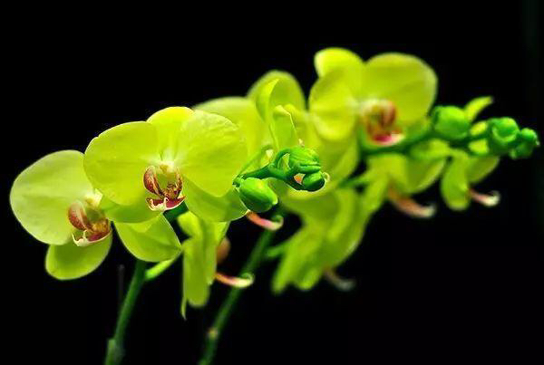 世界上最美的花