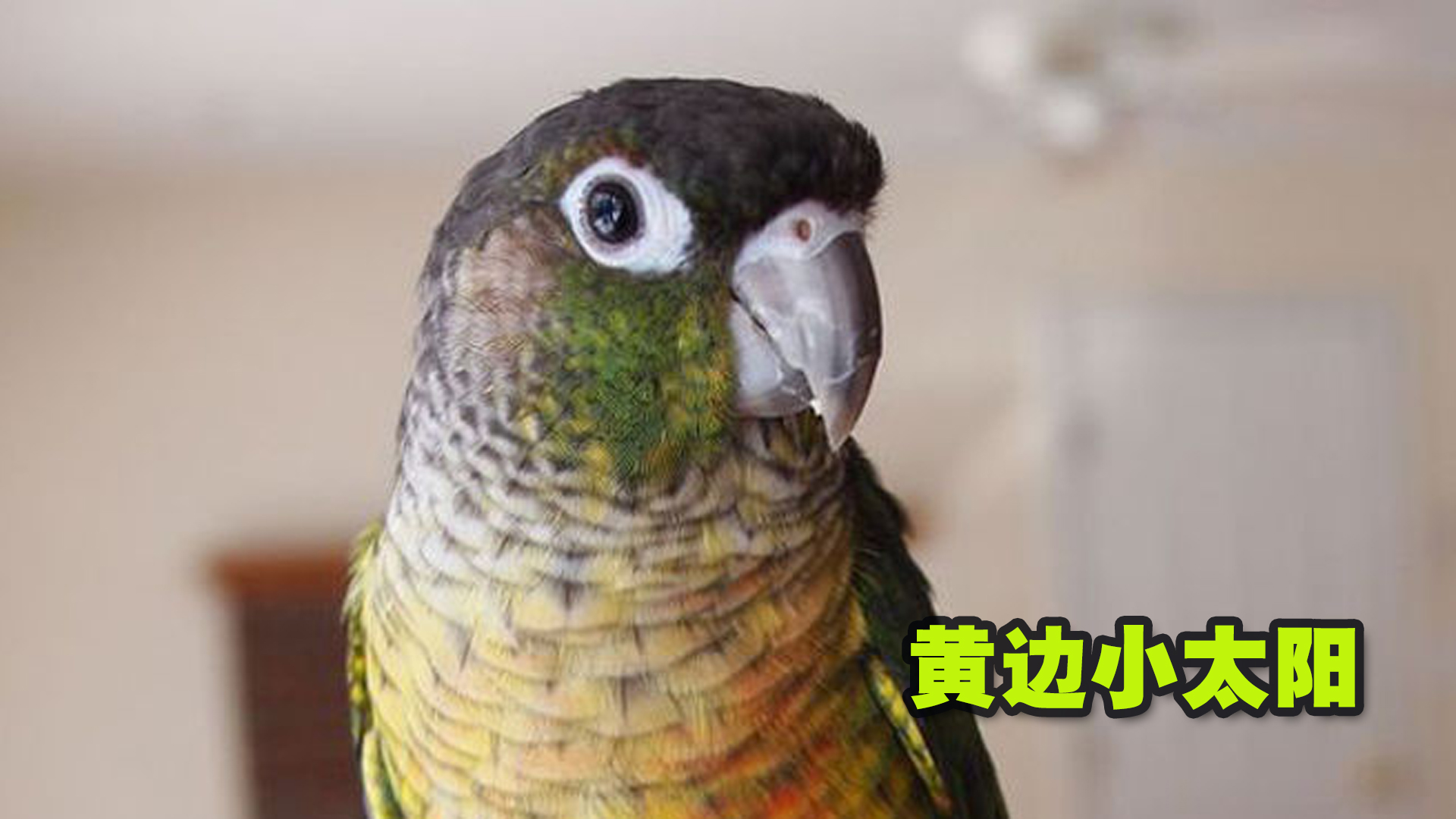 黄边小太阳鹦鹉图片