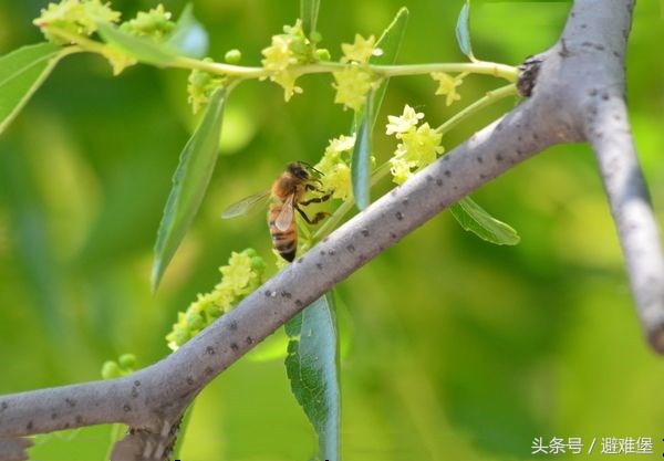 明白了蜜蜂是如何采集花蜜的 你就知道枣花蜜和百花蜜哪个好 其他 蛋蛋赞