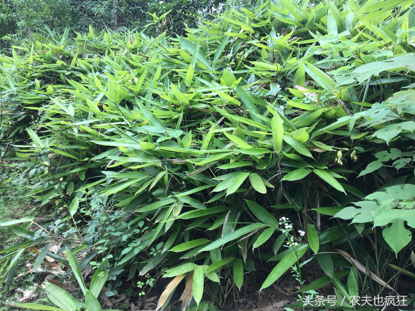吃了这么多年的粽子，你知道粽叶是什么叶子吗？粽叶树长什么样？