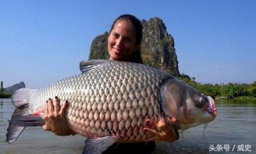 巨暹羅鯉,巨暹羅鯉魚苗批發(fā)
