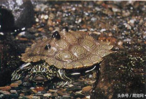 烏龜種類大全，續上文的89種龜類