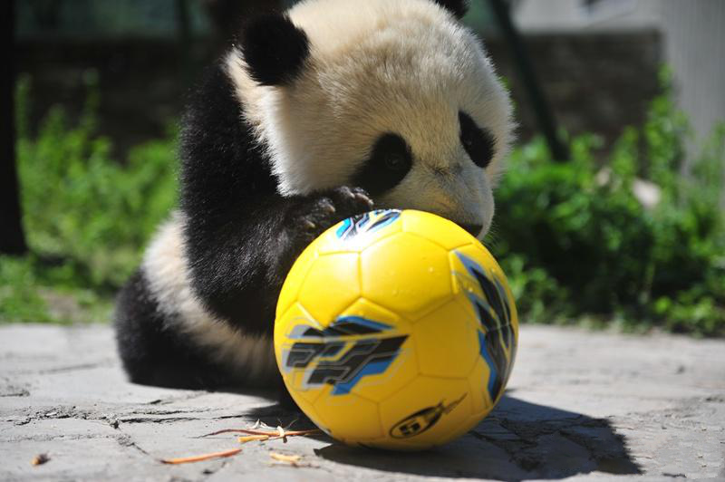 熊猫滚滚世界杯视频解说(熊猫世界杯足球赛!谁能萌的过我们?