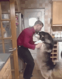 Some dogs, going with respect to to turn over...