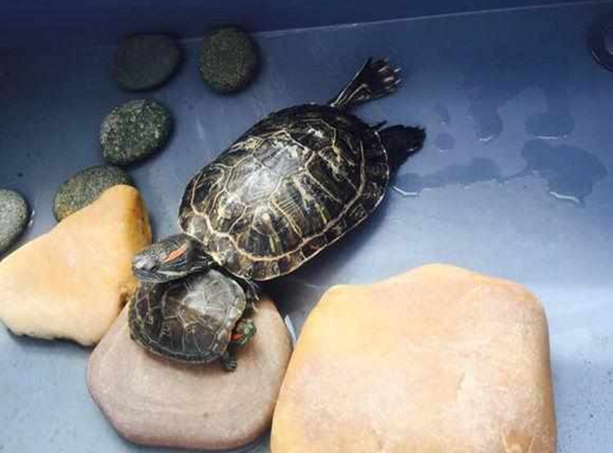 女子将两只乌龟养在一起,几天后却发现少