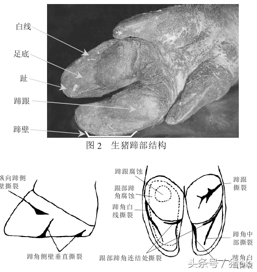 母猪肢蹄发炎，痛风，学了这一招，一键清除