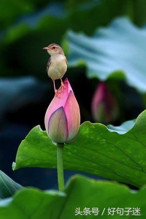 佛语静心经典句子，心烦心累时多看看！