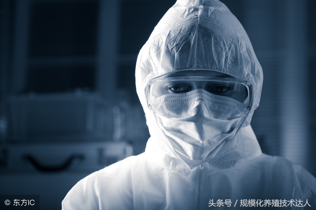 母猪肢蹄发炎、痛风，学会这一招，一举根除！