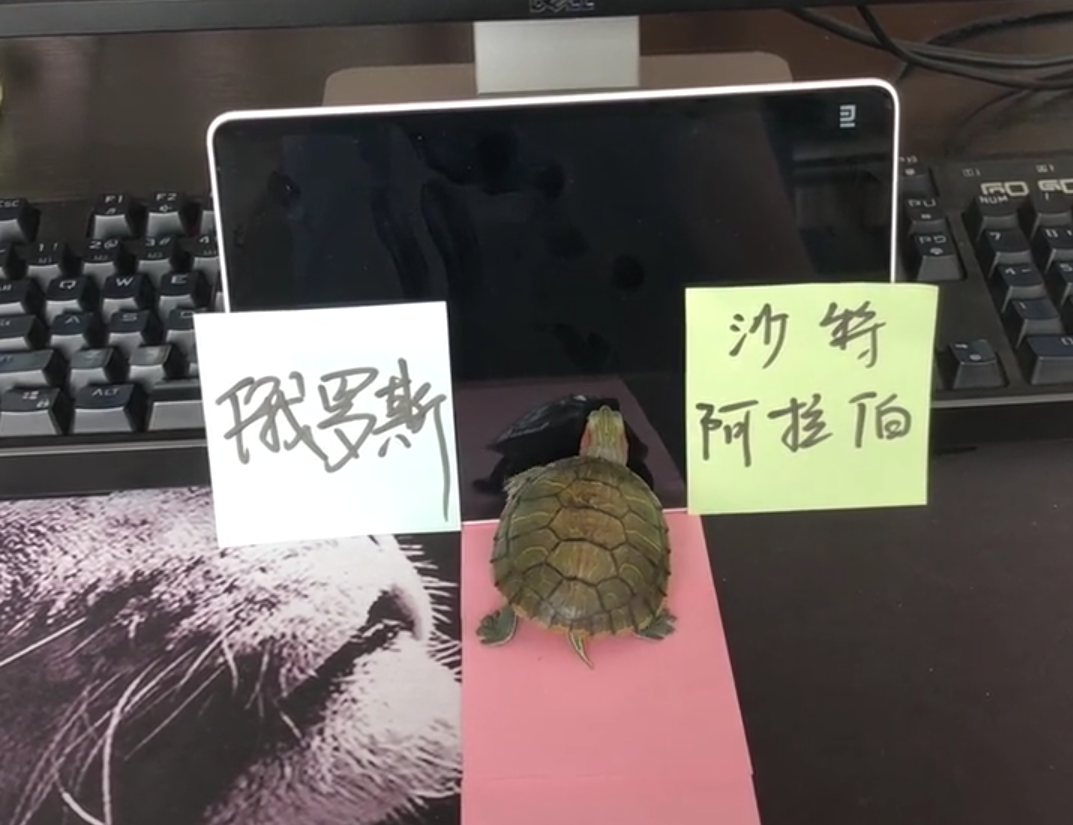 乌龟有世界杯吗(搞笑的球迷用乌龟，预测世界杯揭幕战胜负，结果却是意料之外)