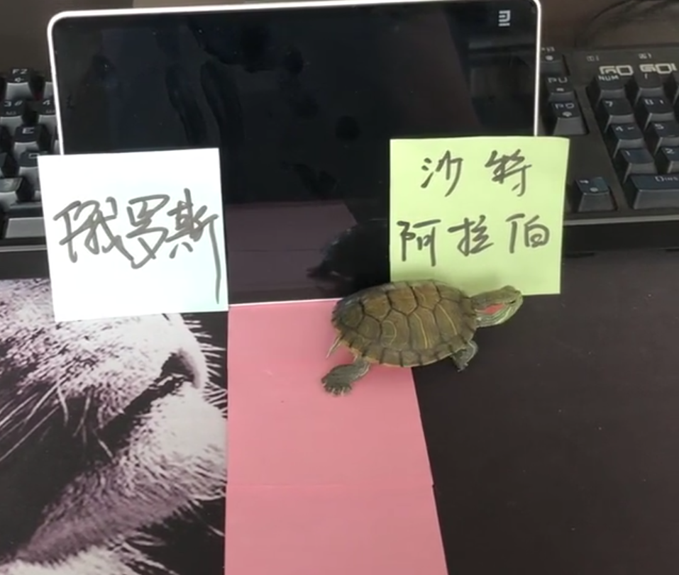 火山乌龟猜世界杯(搞笑的球迷用乌龟，预测世界杯揭幕战胜负，结果却是意料之外)