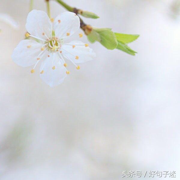 珍惜同学情谊的句子唯美 表达老同学相聚的句子图片
