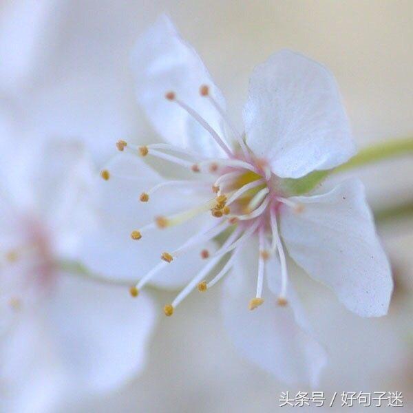 珍惜同学情谊的句子唯美 表达老同学相聚的句子图片
