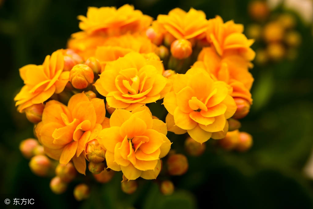 Kalanchoe not blooming? Try these tricks and the flowers will bloom one