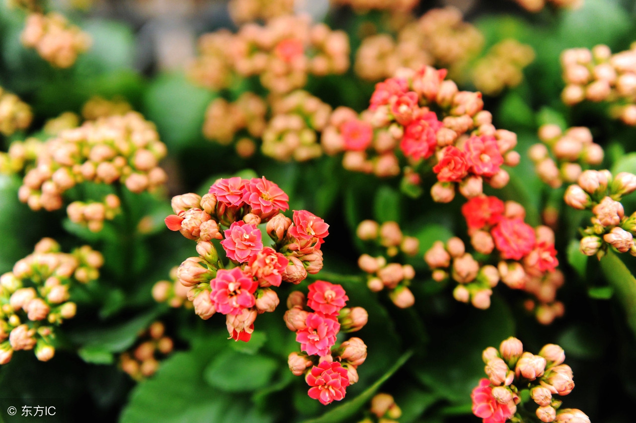 Kalanchoe not blooming? Try these tricks and the flowers will bloom one