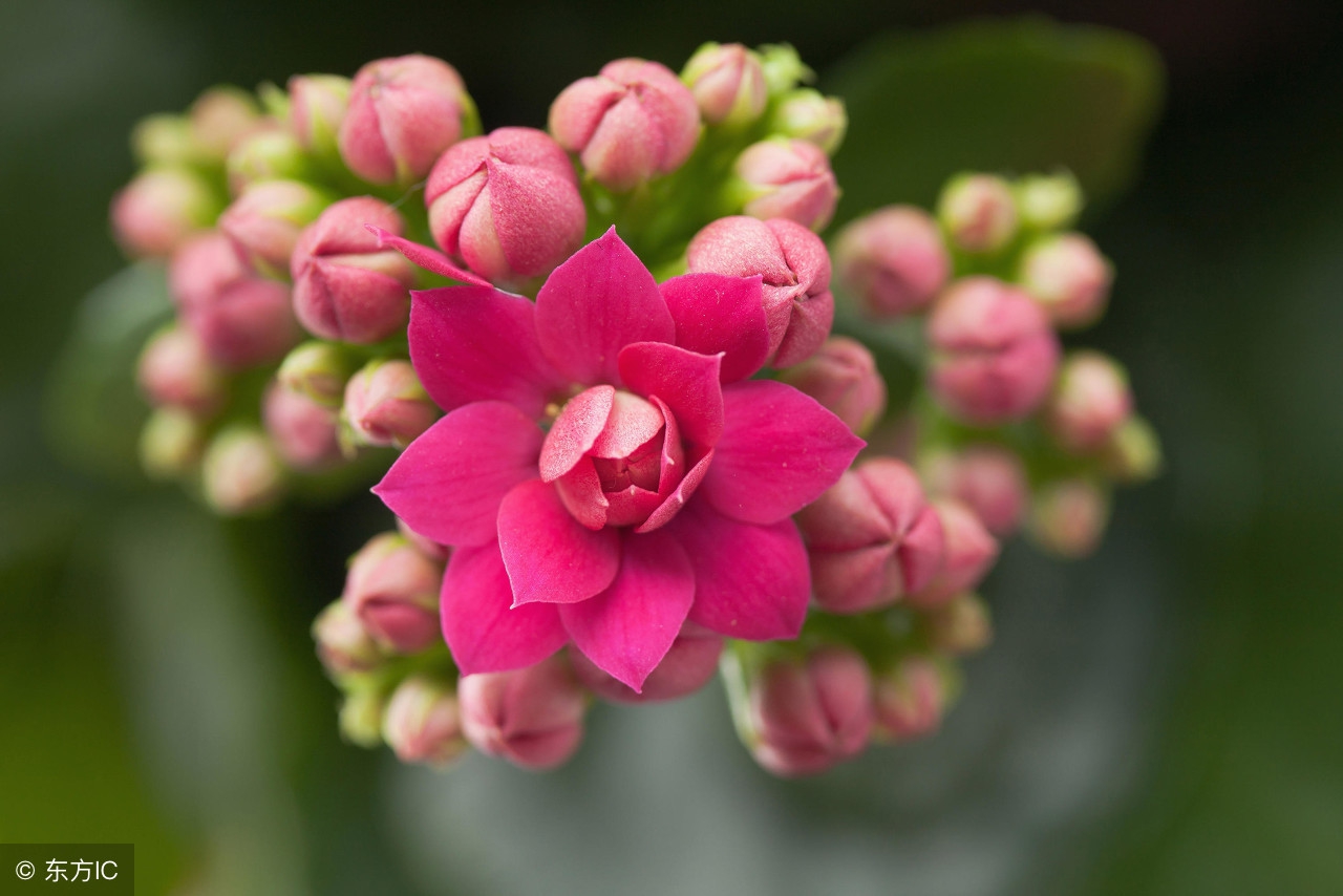 Kalanchoe not blooming? Try these tricks and the flowers will bloom one