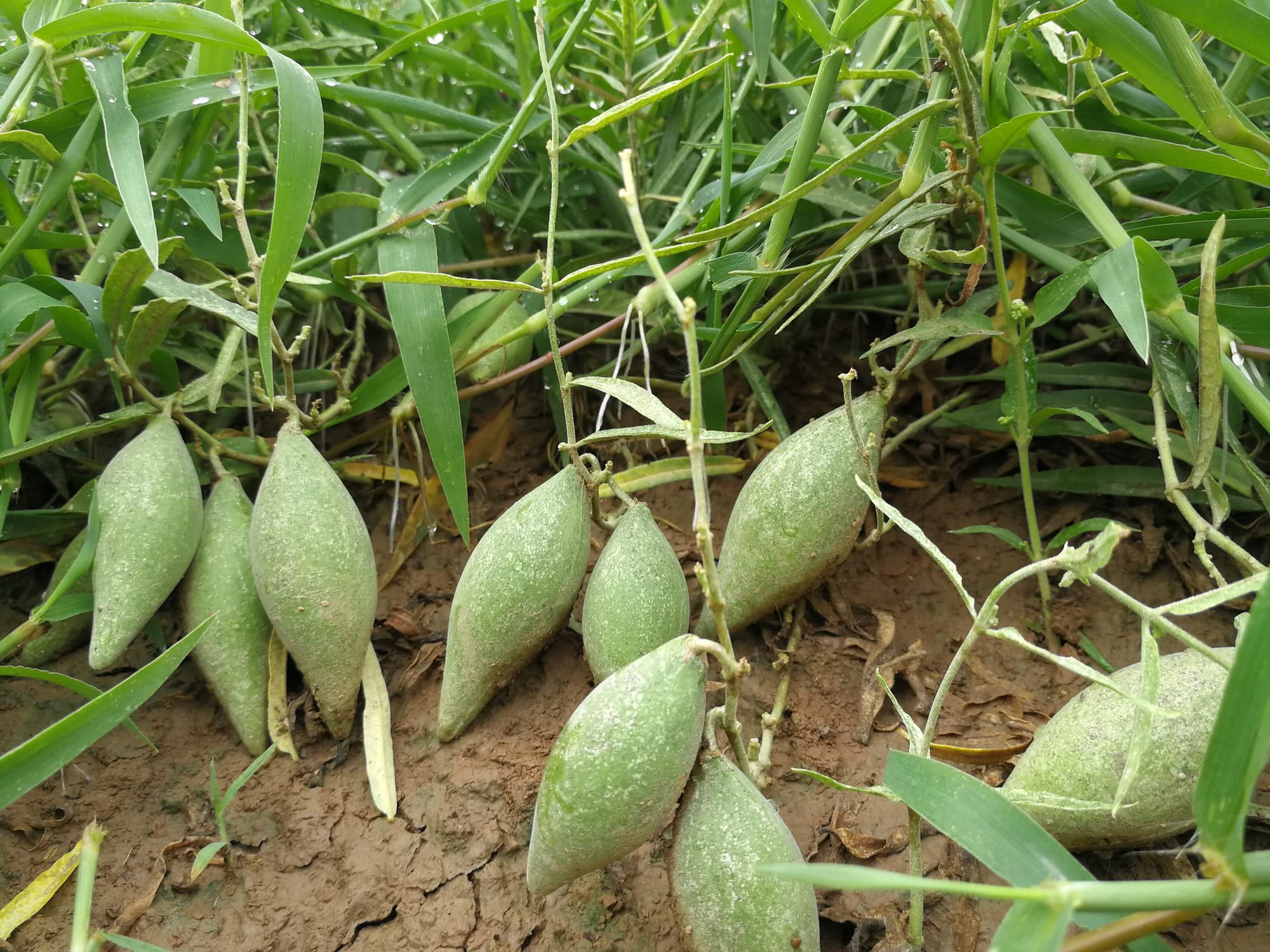 会飞的植物有哪些(农村田边一种叫沙瓜瓢的小野瓜)