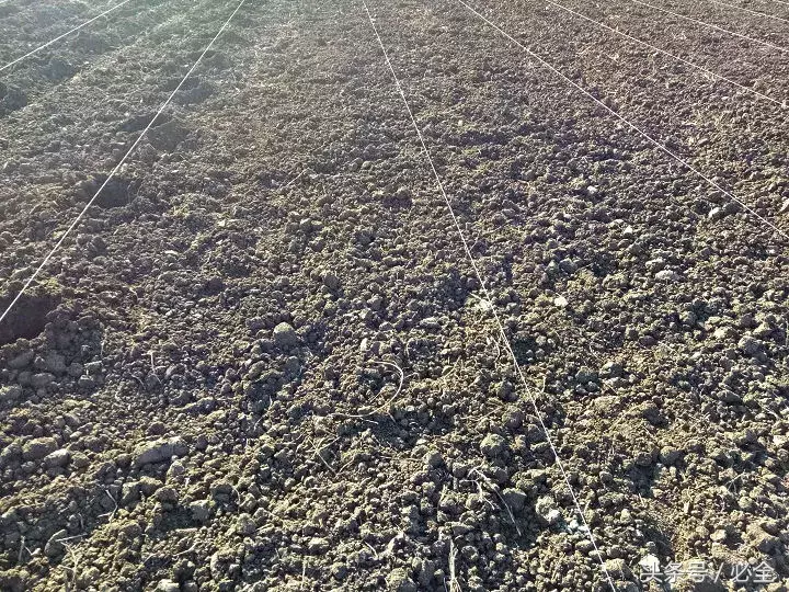 椴树小苗栽植及扶架