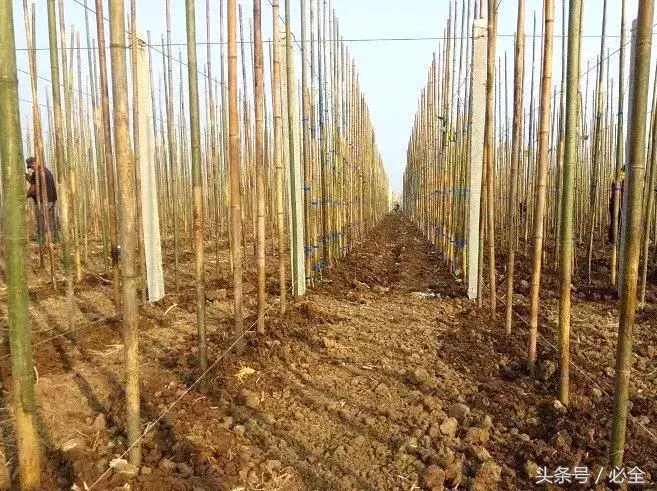 椴树小苗栽植及扶架