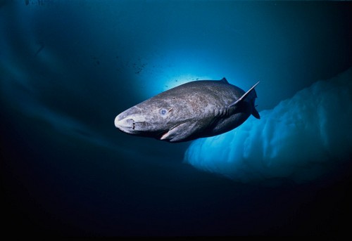 世界最大的鱼（带你了解地球上5大体型最大的鱼）