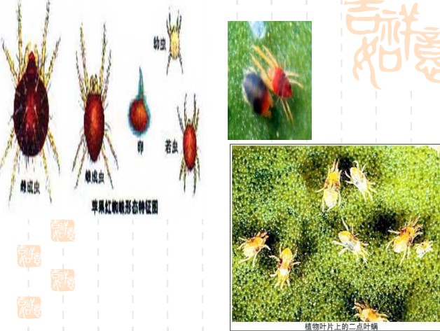 常见园林植物病虫害识别与药剂防治方法-第22张图片-农百科