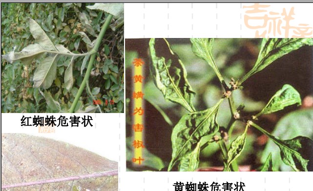 常见园林植物病虫害识别与药剂防治方法-第22张图片-农百科