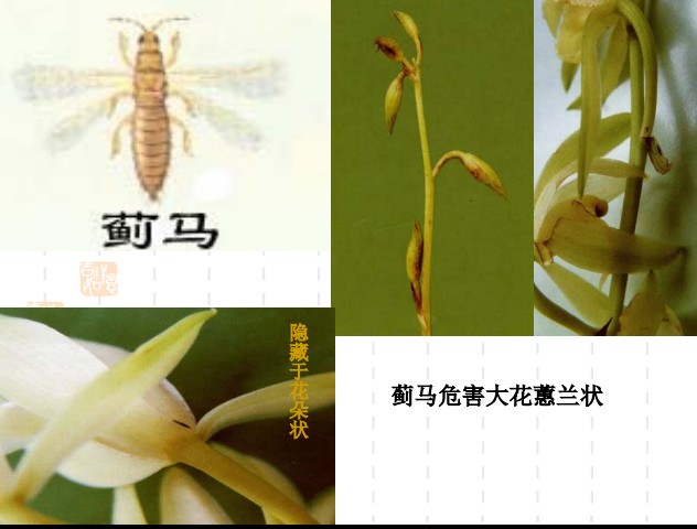 常见园林植物病虫害识别与药剂防治方法-第23张图片-农百科