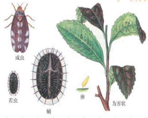 常见园林植物病虫害识别与药剂防治方法-第29张图片-农百科