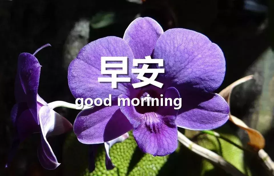 新的一天精美早安心语 早安问候语图片大全