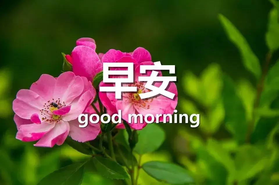 新的一天精美早安心语 早安问候语图片大全