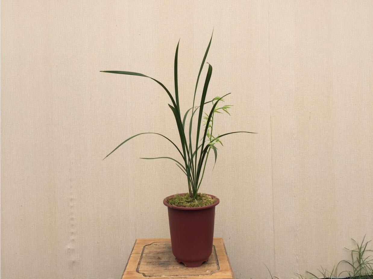 5 kinds of "noble flowers", the rich and noble people love to raise