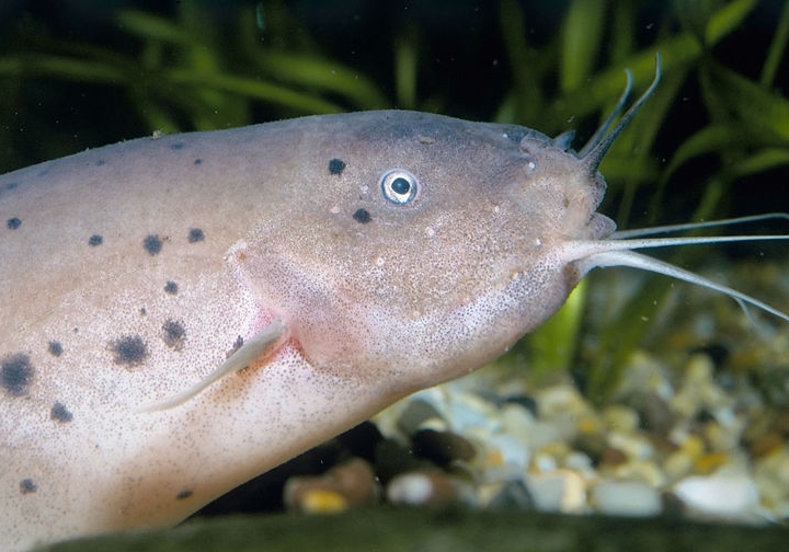 电鲶的放电电压最高可达400-450伏特,一条体长约50厘米的电鲶牛宝宝